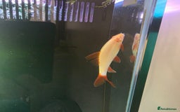 Other/Mixed Breed fish for sale: COMPLETE AQUARIUM SET - Image 10