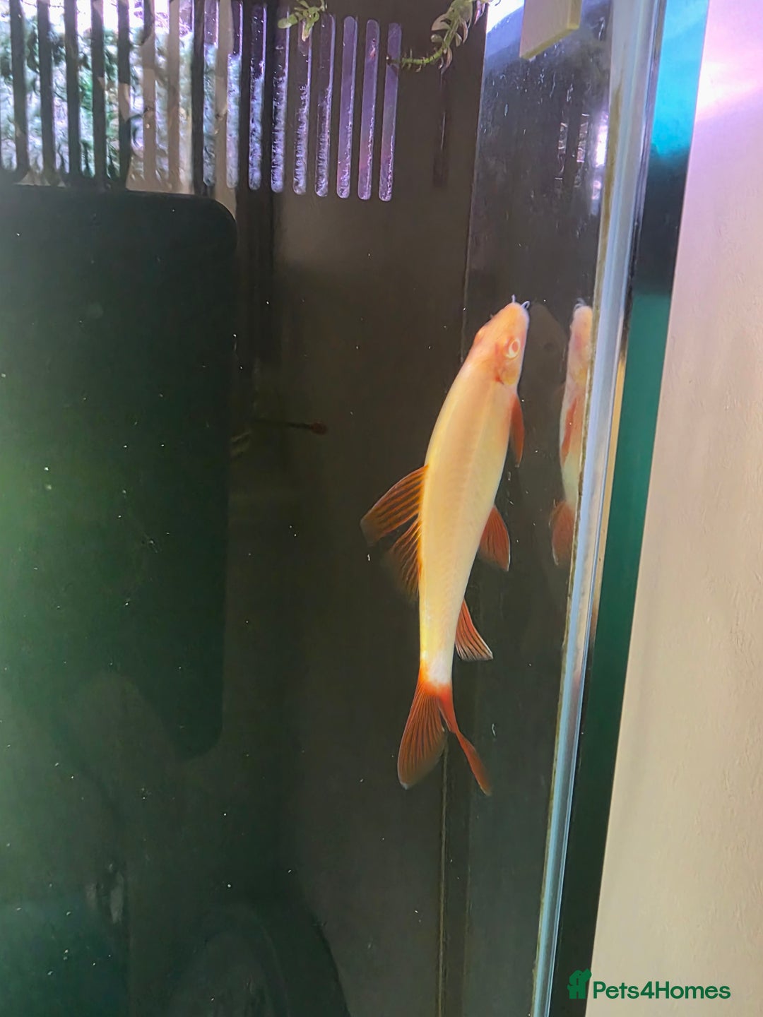 Other/Mixed Breed fish for sale: COMPLETE AQUARIUM SET - Image 10
