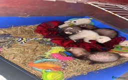 Ferret rodents for sale: Ferrets for sale  - Image 3