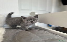 British Shorthair cats for sale: 💎  CHAMPION LINES BSH BLUE  💎 - Advert 8