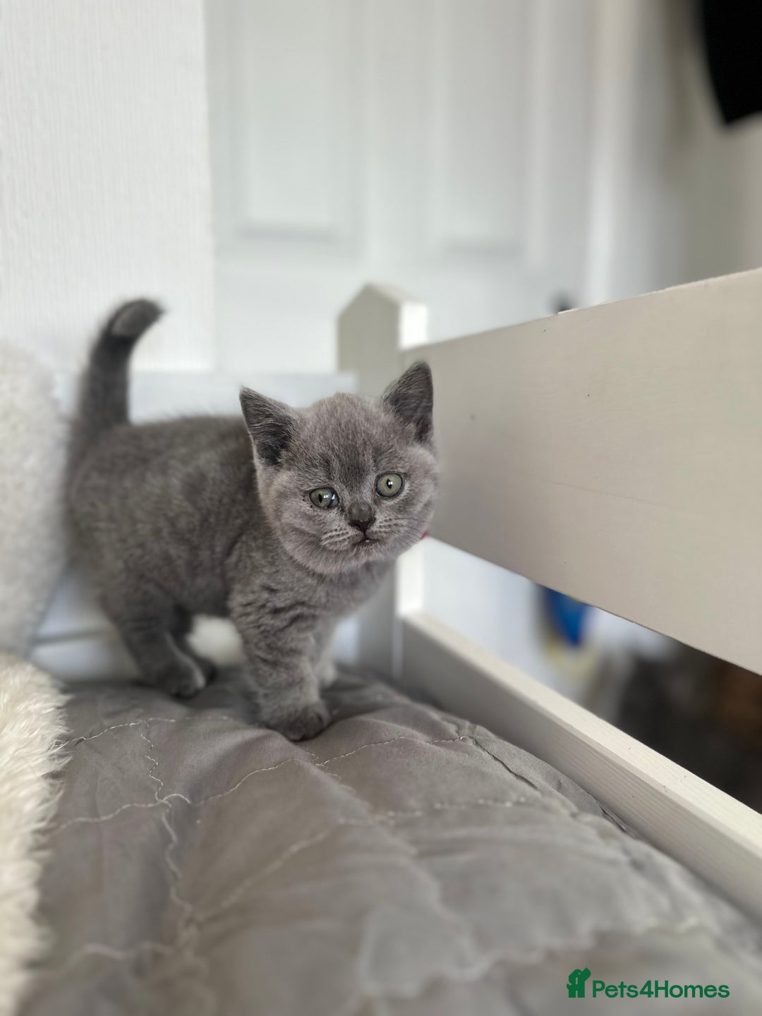 British Shorthair cats for sale: 💎  CHAMPION LINES BSH BLUE  💎 - Advert 8