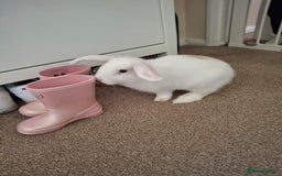 Mini Lop rabbits for sale: Mini lop rabbit - Image 4