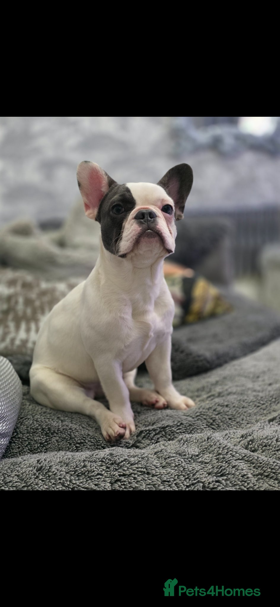 French Bulldog dogs Pied french bulldog female  - Advert 1