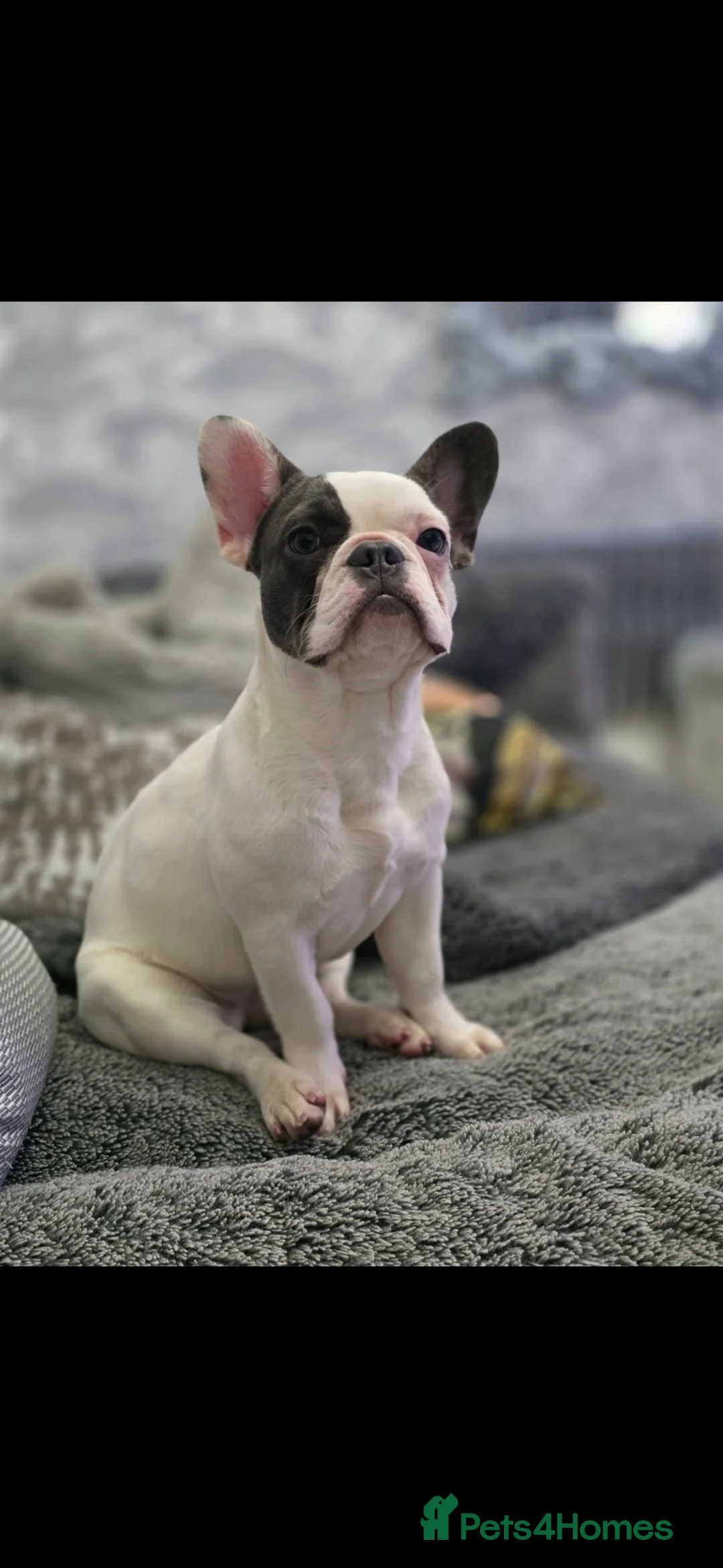 French Bulldog dogs for sale: Pied french bulldog female  - Advert 1