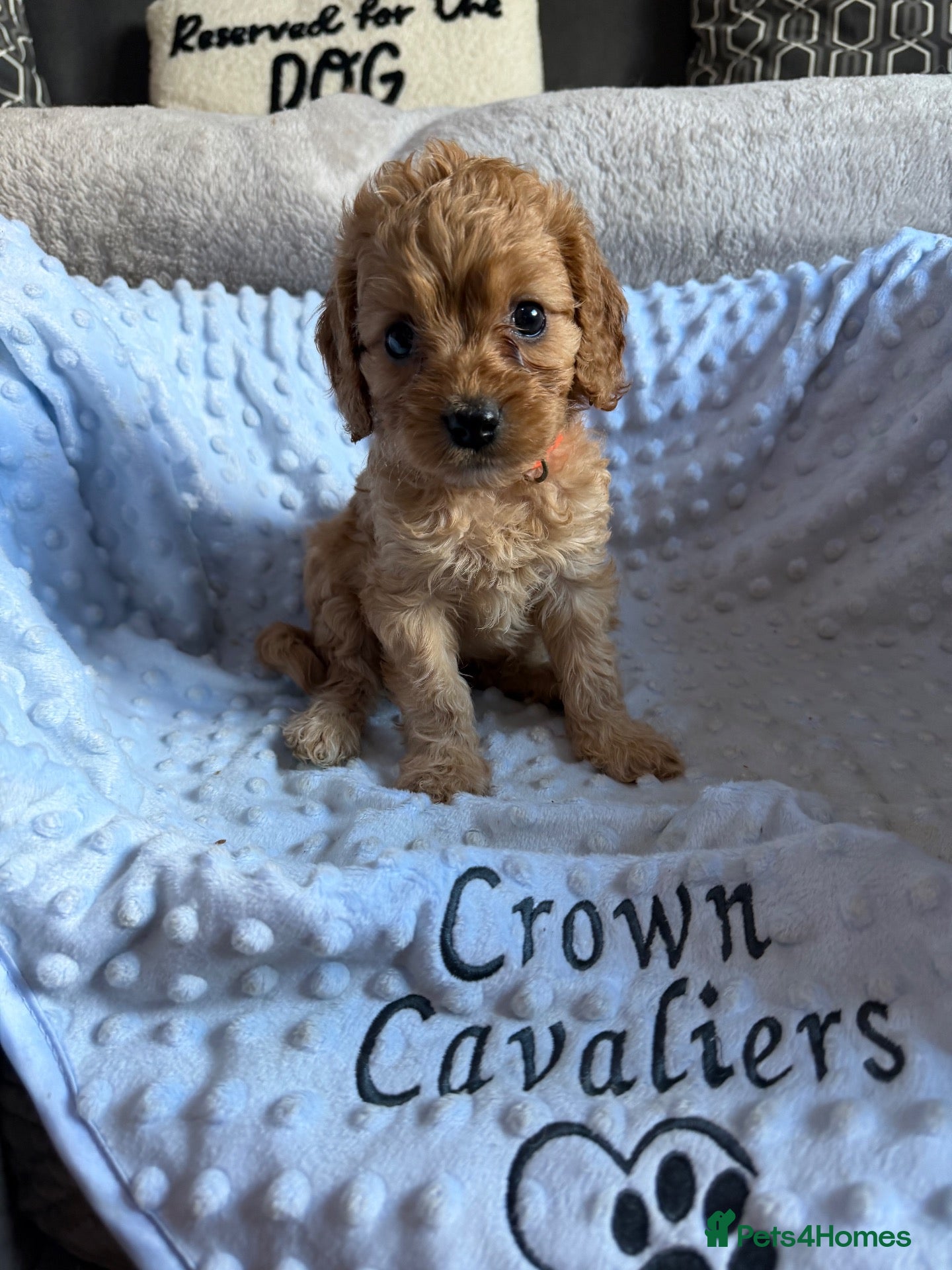 Cavapoo dogs F1 RED CAVAPOOS HEALTH TESTED KC PARENTS LICENSED  - Advert 1