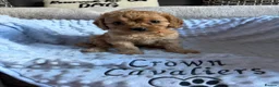 Cavapoo dogs for sale: F1 RED CAVAPOOS HEALTH TESTED KC PARENTS LICENSED  - Advert 1