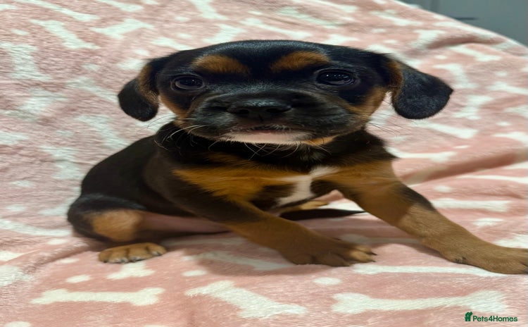 Mixed Breed dogs 🐶 Frenchie x Cavapoo Pups - Ready to Leave 🐾 - Advert 5