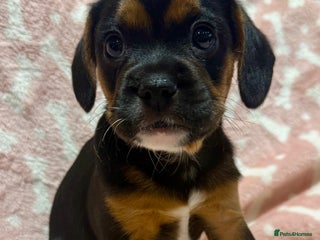 Mixed Breed dogs 🐶 Frenchie x Cavapoo Pups - Ready to Leave 🐾 - Advert 8