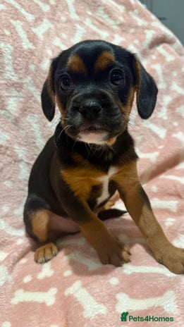 Mixed Breed dogs 🐶 Frenchie x Cavapoo Pups - Ready to Leave 🐾 - Advert 5