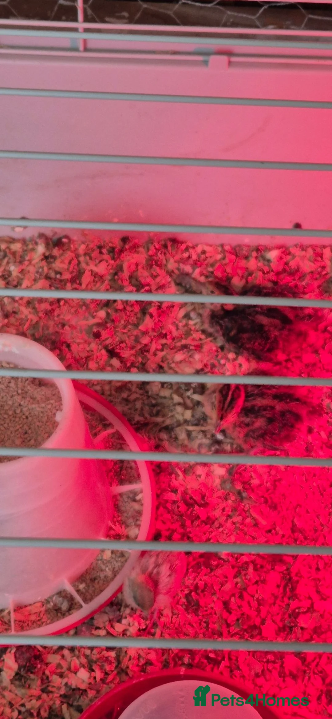 Mixed Breed birds for sale: California quails chicks  - Advert 1