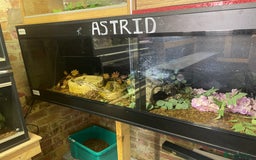 Boa Snake reptiles for sale: 3 yr old Female Boa - Image 1