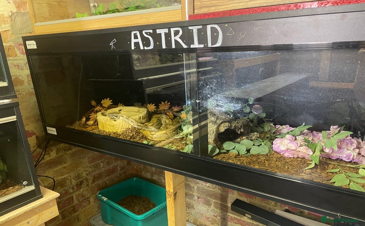 Boa Snake reptiles - Advert 1