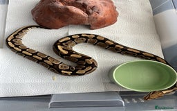 Python Snake reptiles for sale: 7 BALL PYTHONS AND STACK - Image 5