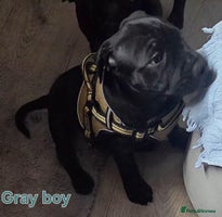Staffordshire Bull Terrier dogs Staffordshire Bull Terrier Puppies 2Boys Available - Advert 4