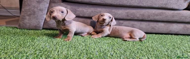 Miniature Dachshund 5