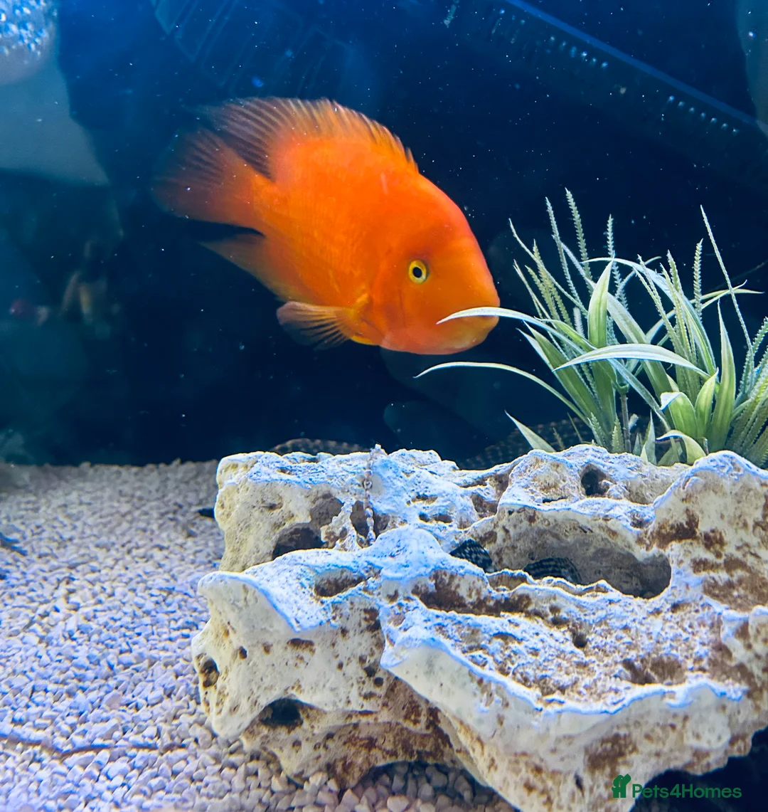 Cichlids fish for sale: Female King Kong parrot fish  - Advert 2