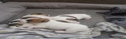 Jack Russell dogs for sale: Pedigree Jack Russell Terrier  in Filey - Advert 18
