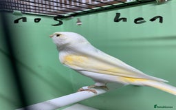 Canaries birds for sale: Mosaic cross canaries - Image 5
