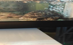 Turtle reptiles for sale: 2 musk turtle setup  - Image 1