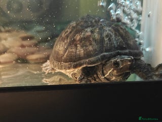 Turtle reptiles - Advert 25