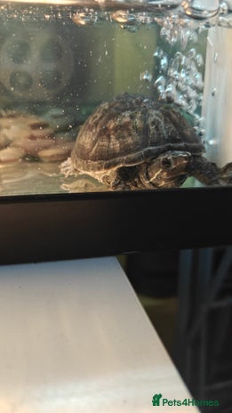 Turtle reptiles - Advert 1