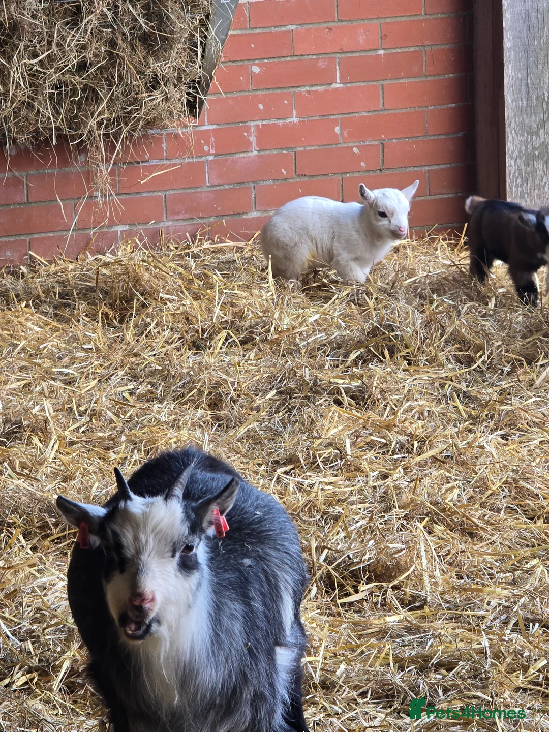 Goats livestock for sale: Little wether - Advert 2
