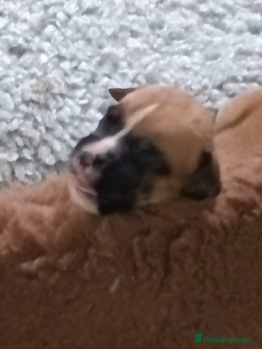 Boxer dogs for sale: Beautiful litter of six - Advert 4