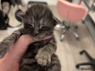 Maine Coon cats Full Mainecoon kittens - Advert 6