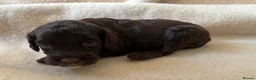 Sproodle dogs for sale: F1 Sproodle Puppies  - Advert 38