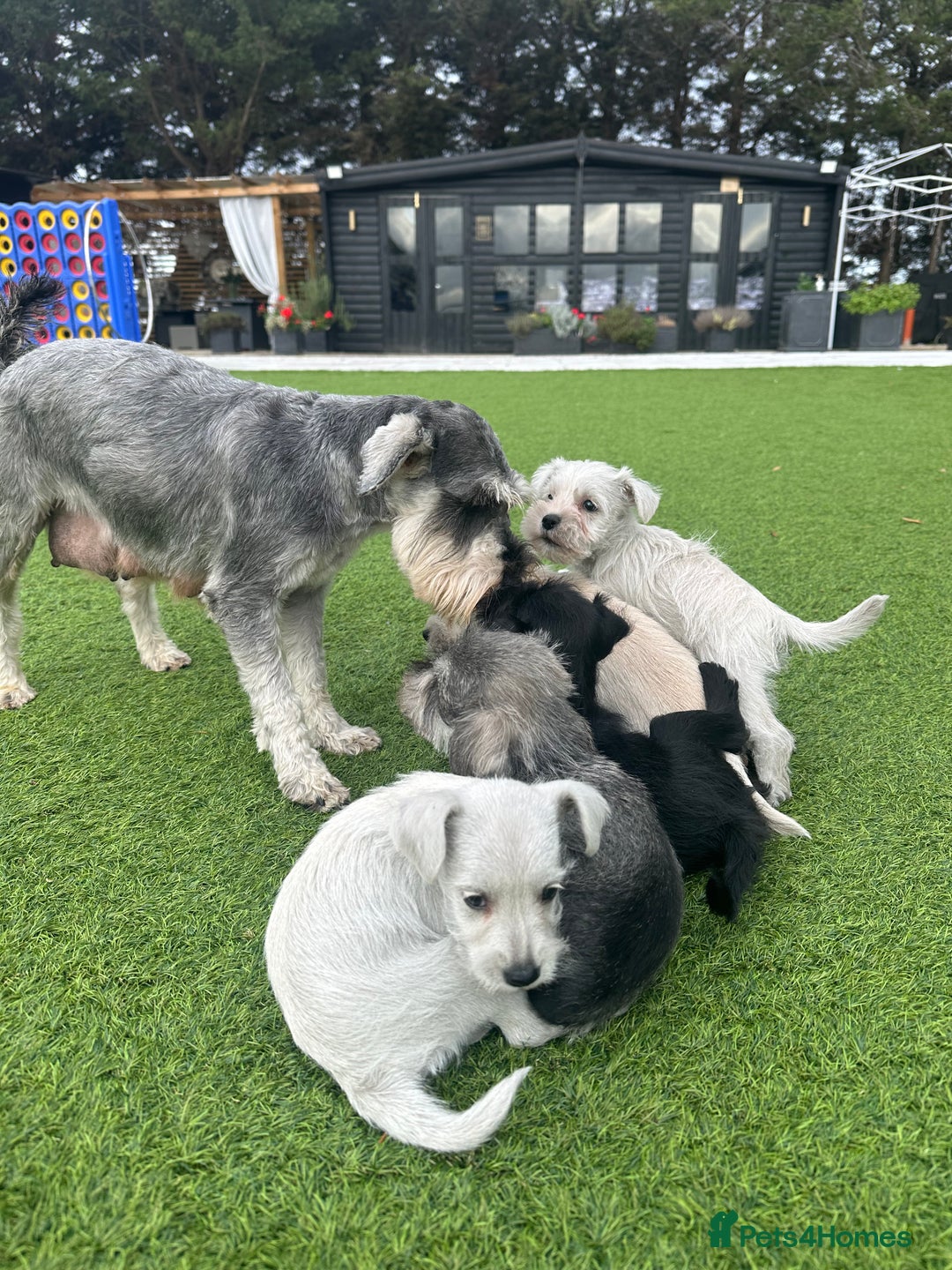 Miniature Schnauzer dogs for sale: *MINi SCHNAUZERS PUPPIES* - Image 4