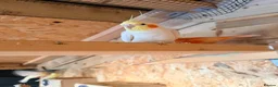 Cockatiels birds for sale: 2 lutino Cockatiels for Sale – Friendly Pair - Advert 4