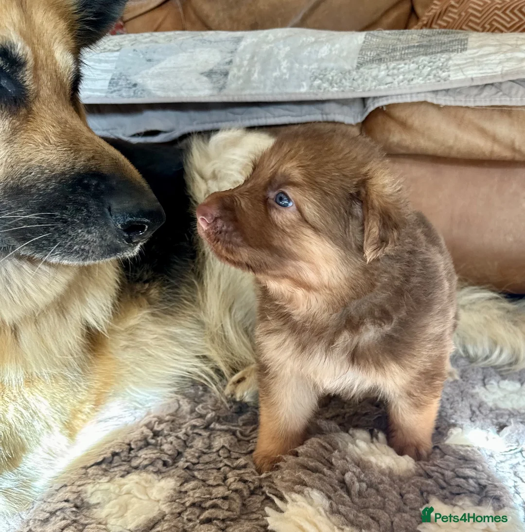 German Shepherd dogs for sale: KC reg Chunky bold liver bitch puppies  - Advert 2