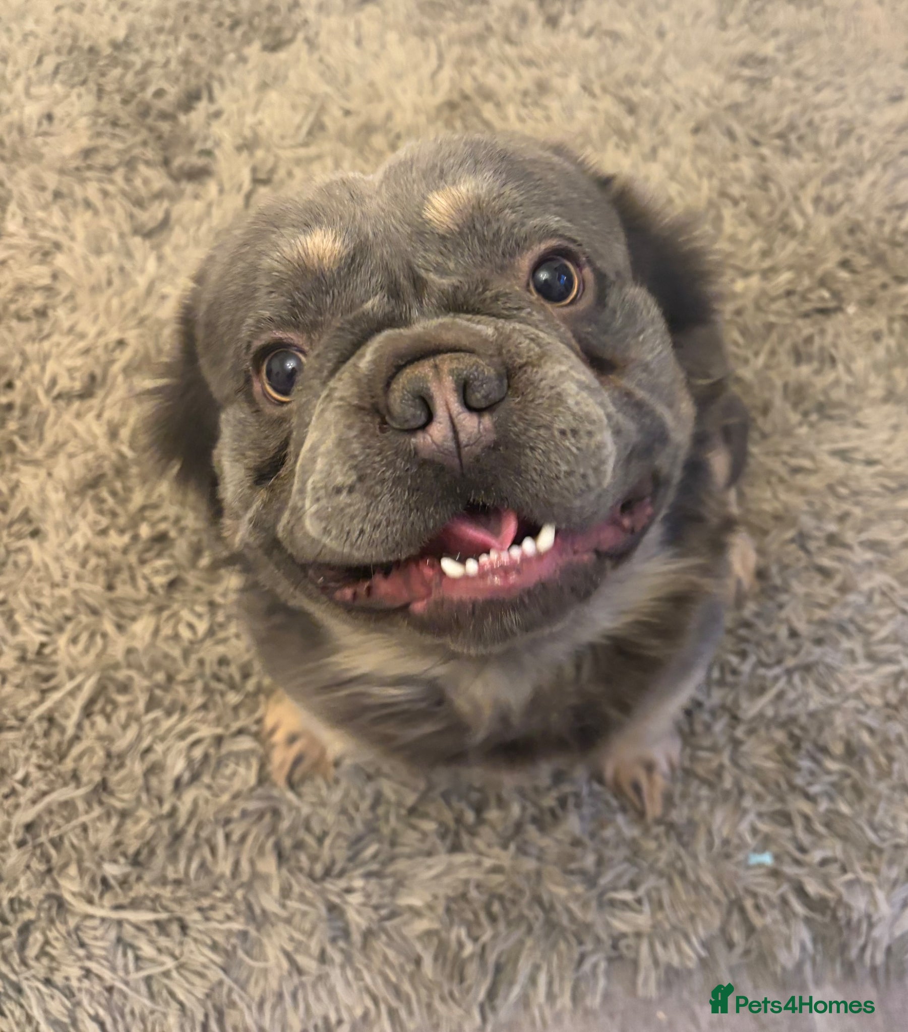 French Bulldog dogs Fluffy French Bulldog - Advert 4