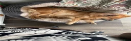 Pomchi dogs for sale: 5 year old PomChi looking for a new home - Advert 9