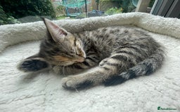 Savannah cats for sale: Savannah/Maine Coon Kittens Excellent Temperament - Image 6