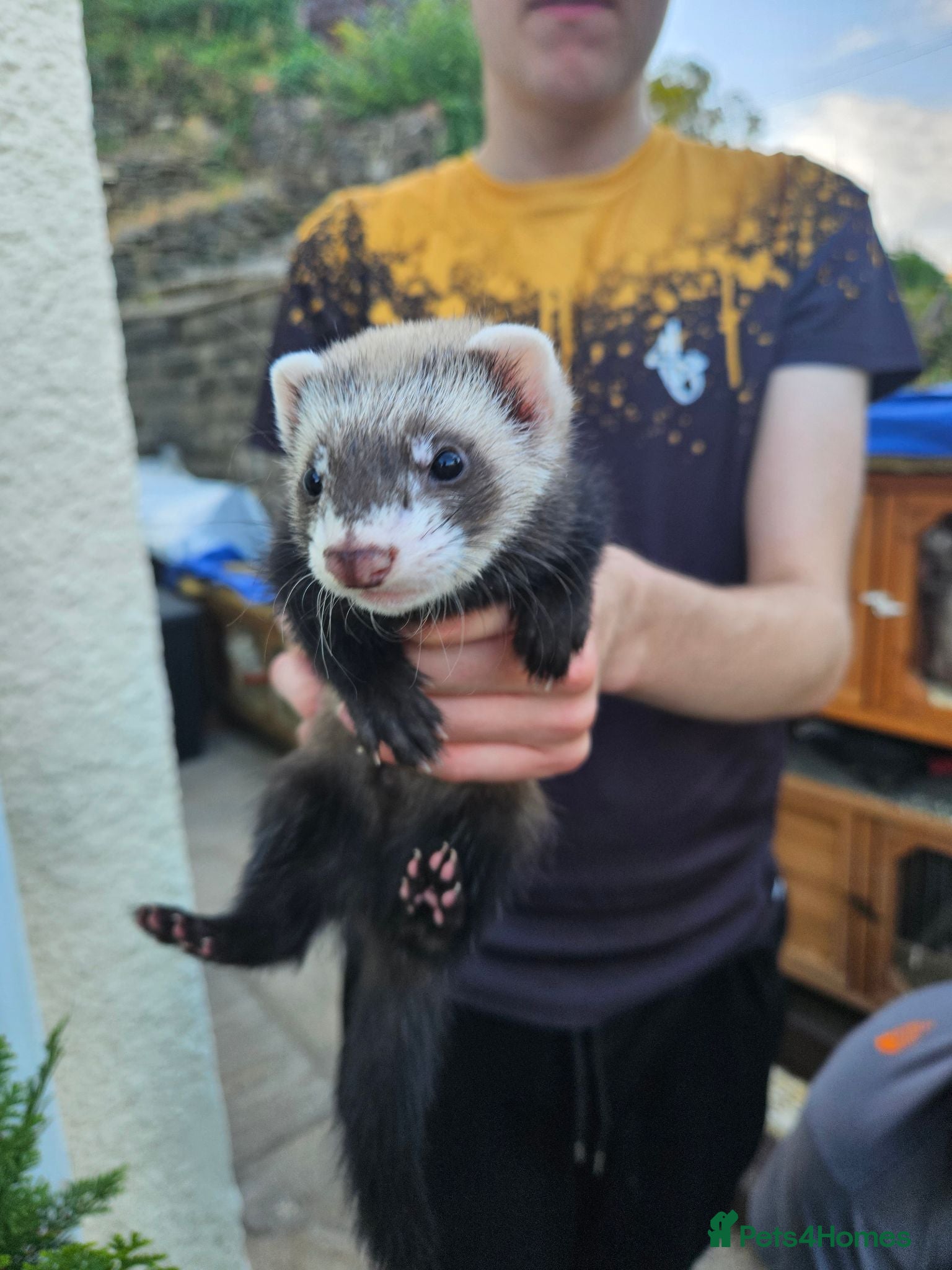 Ferret rodents Ferret kits hobs - Advert 22