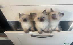 Ragdoll cats for sale: Beautiful ragdoll girl  - Image 3