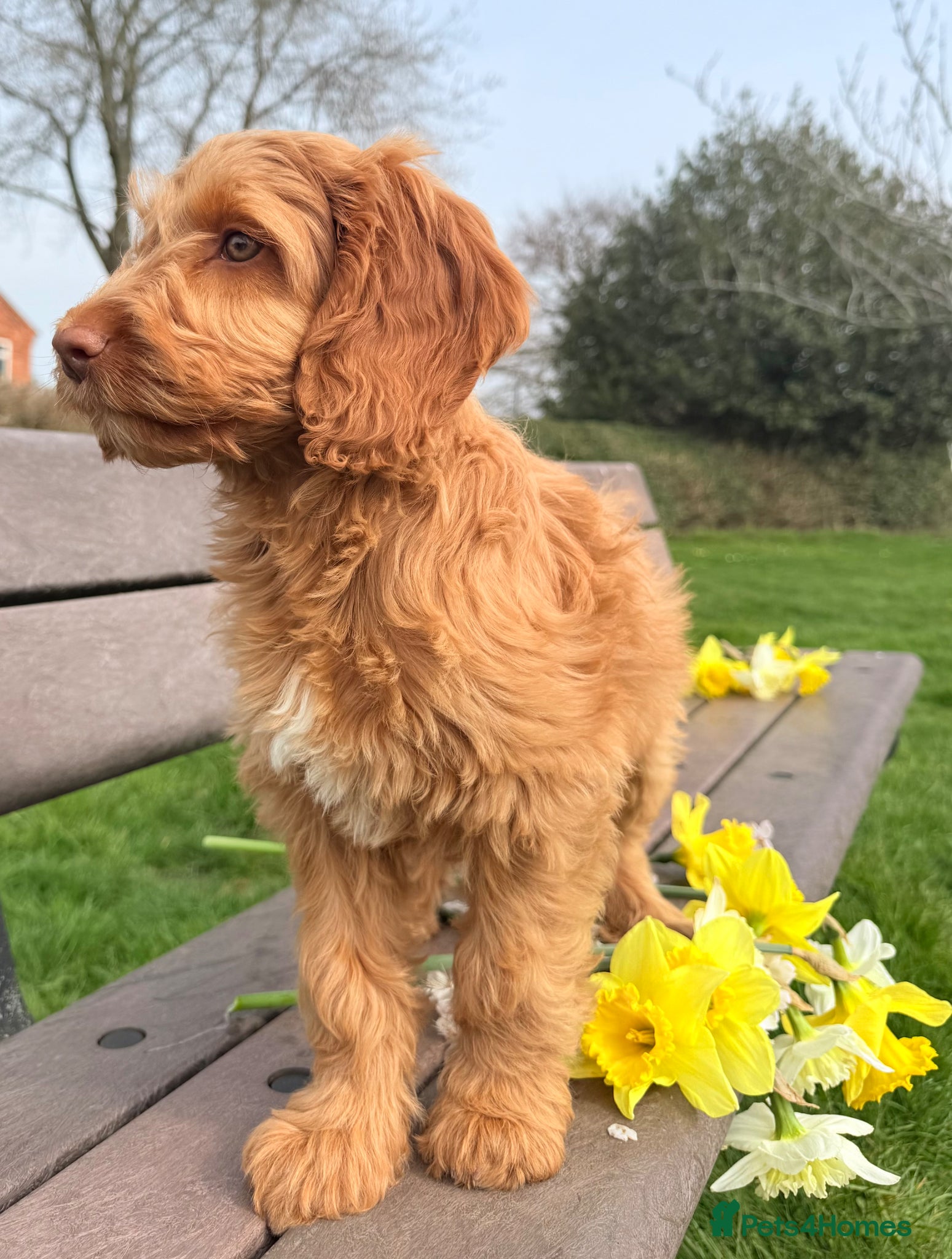Australian Labradoodle dogs Australian labradoodle ***READY NOW*** - Advert 1