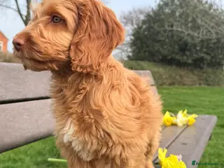 Australian Labradoodle dogs Australian labradoodle ***READY NOW*** - Advert 1