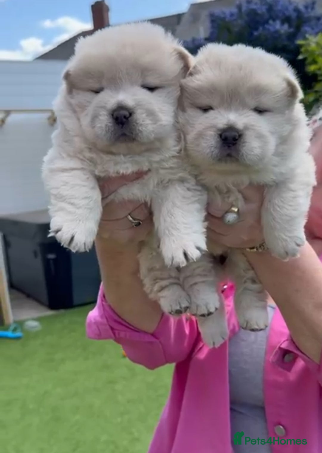 Chao Chao Fawn Chow Chow Puppies Austin Tx Home Sweet Home Dog