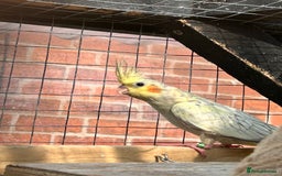 Parrots birds for sale: Cockatiels babies  in Pontefract - Image 5