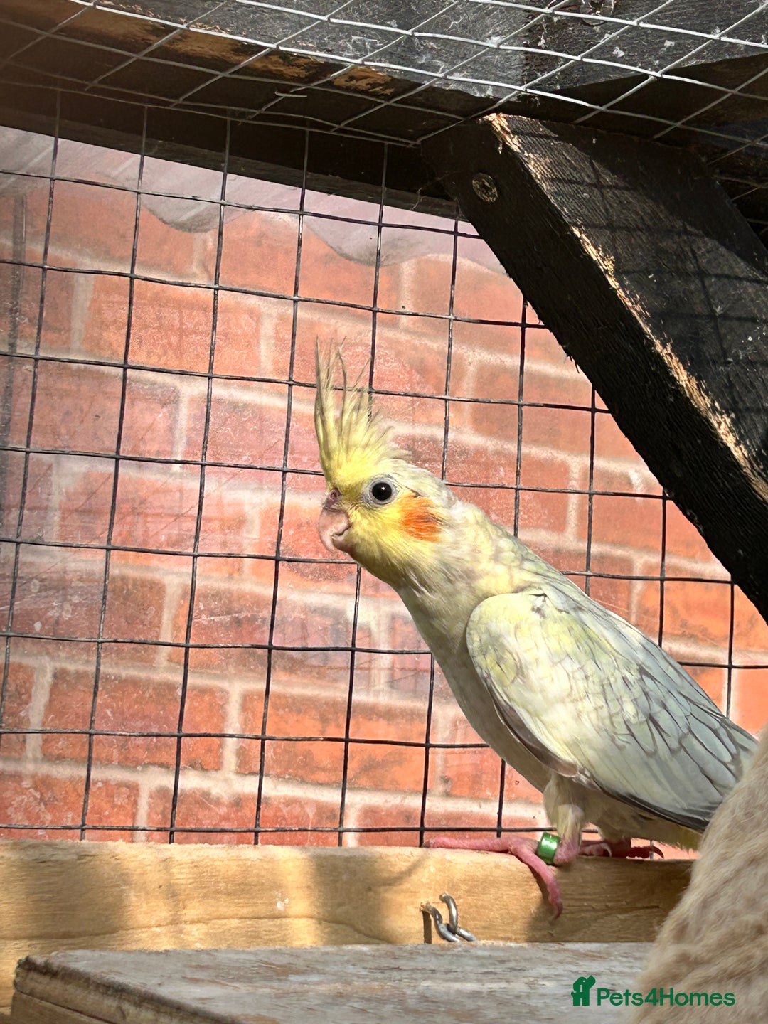 Parrots birds for sale: Cockatiels babies  in Pontefract - Image 5