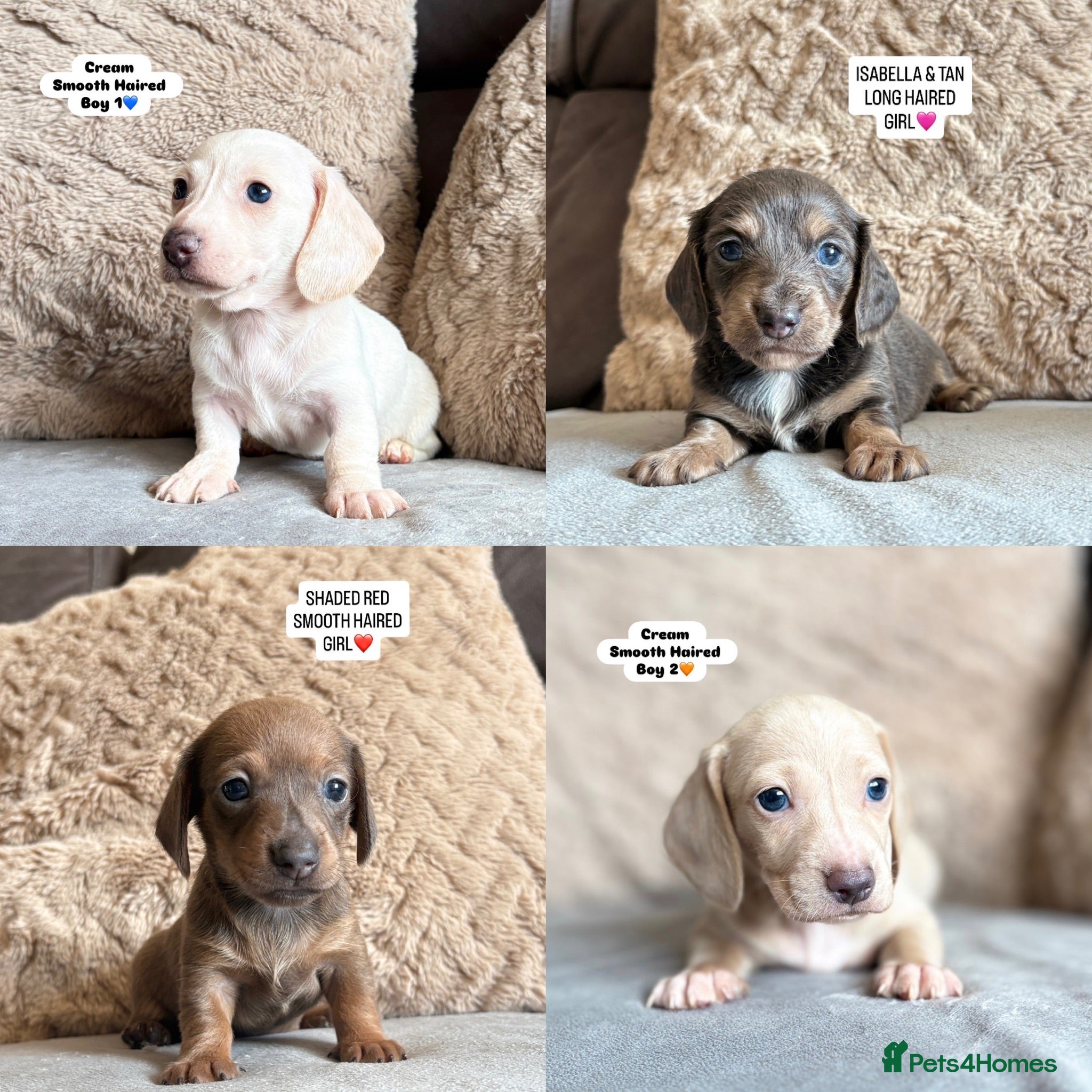Miniature Dachshund dogs MINIATURE DACHSHUND PUPPIES🐾 - Advert 1