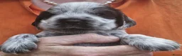 Cocker Spaniel dogs for sale: Cocker Spaniel Puppies in Crawley - Advert 2