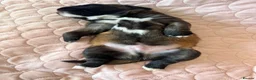 Mixed Breed dogs for sale: Saint bernewfies  - Advert 6