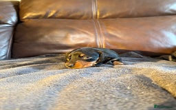 Dachshund dogs for sale: Beautiful standard dachshund puppies ❤️ - Image 13