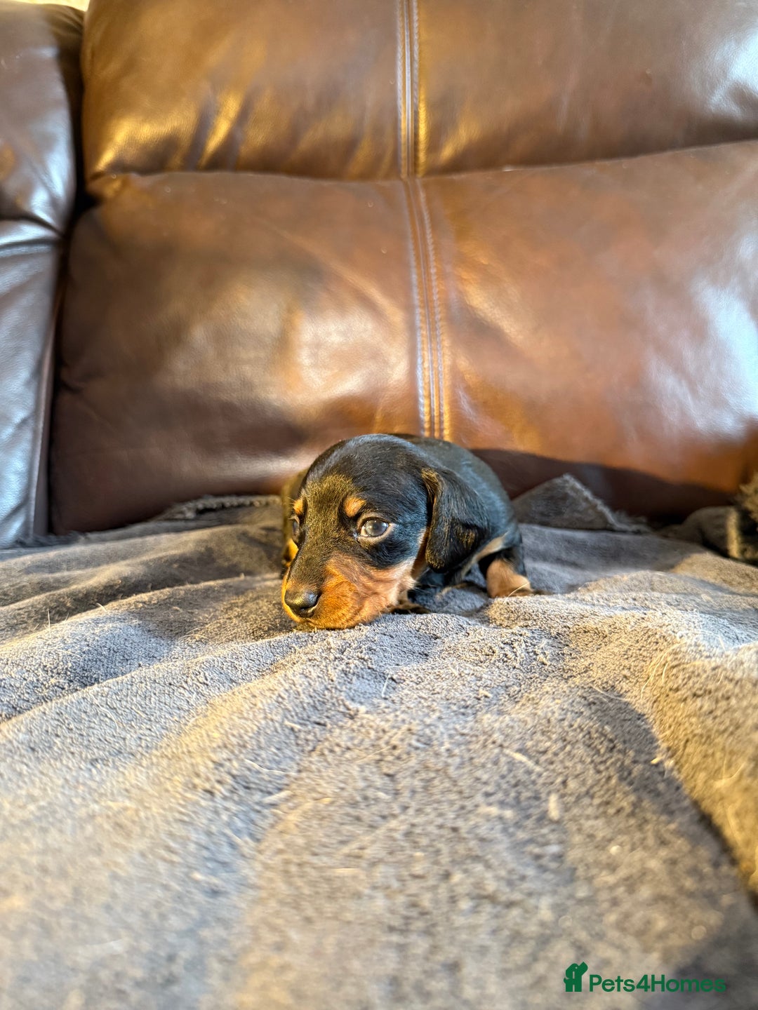 Dachshund dogs for sale: Beautiful standard dachshund puppies ❤️ - Image 13