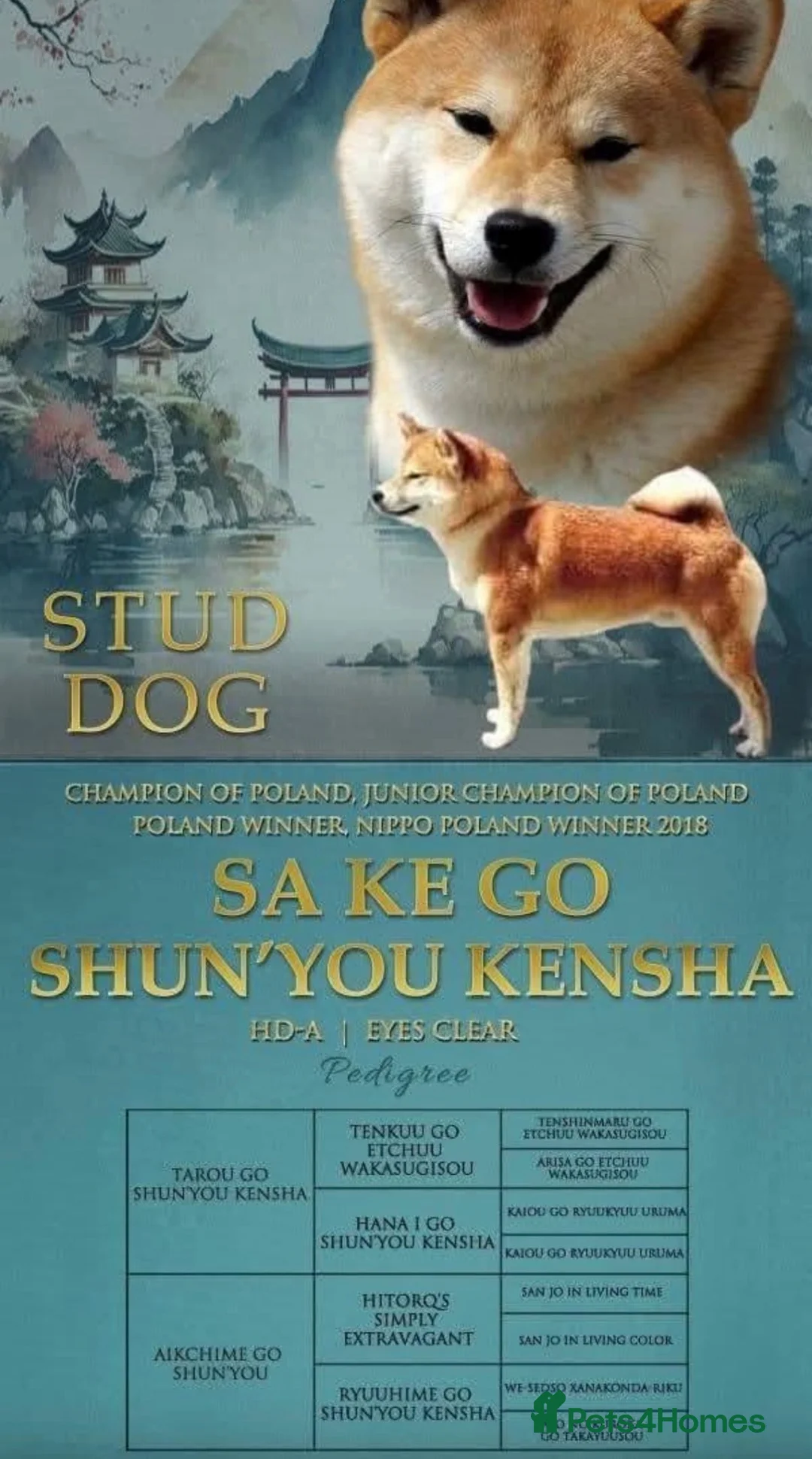 Japanese Shiba Inu dogs for sale: Shiba Inu Champion Bloodlines  Health Tested - Advert 6