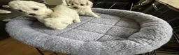 Bichon Frise dogs for sale: Bichon Firse in Enniskillen - Advert 9