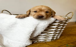 Labrador Retriever dogs for sale: Champion Bloodlines KC Labrador Retriever Puppies - Image 4